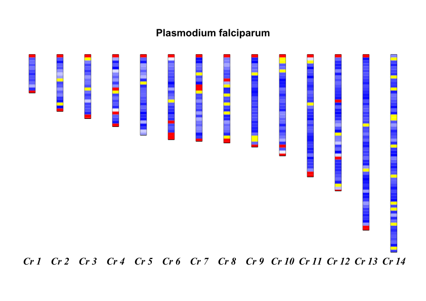 P. falciparum genome (malaria parasite)