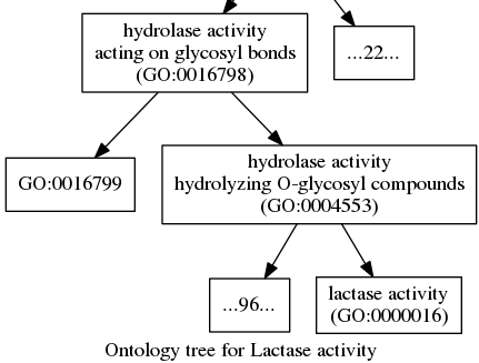Gene ontology trees