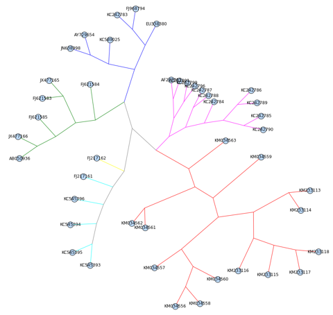 Phylogenetics of the Ebola Virus